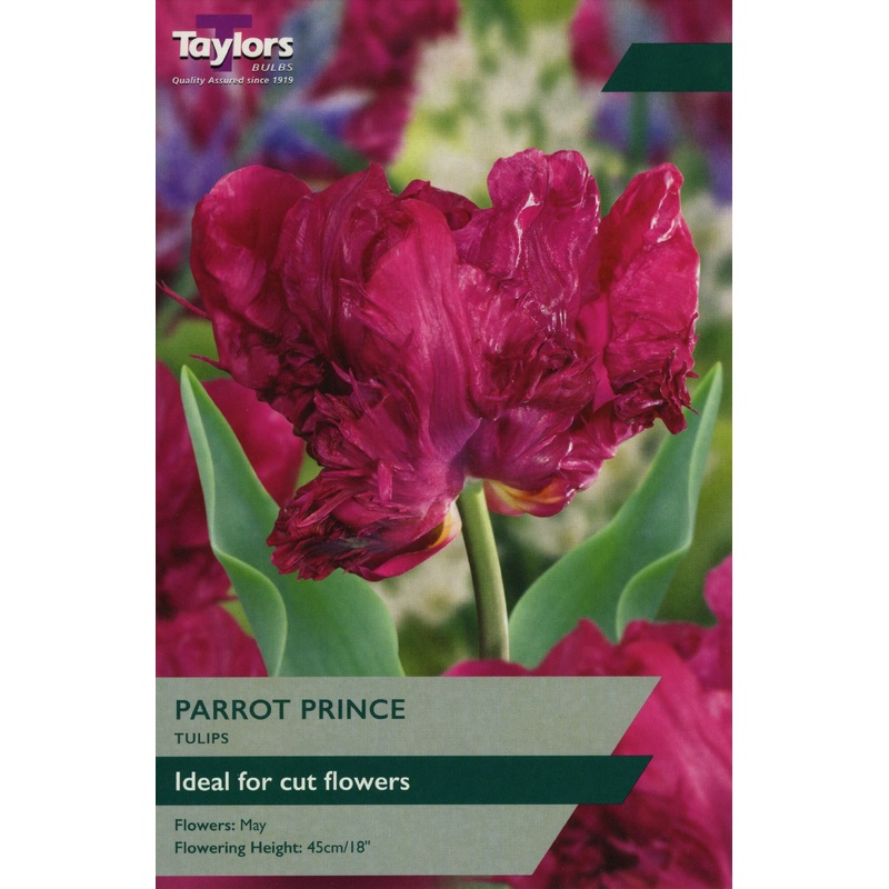 TULIP PARROT PRINCE X 8
