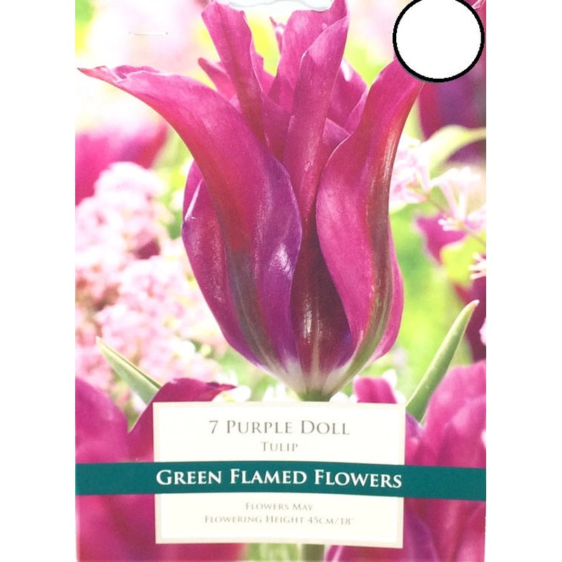 TULIP PURPLE DOLL X 10