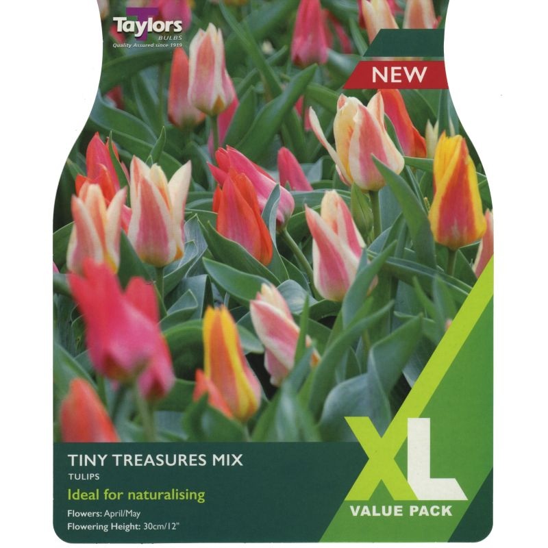 TULIP TINY TREASURES MIX 18
