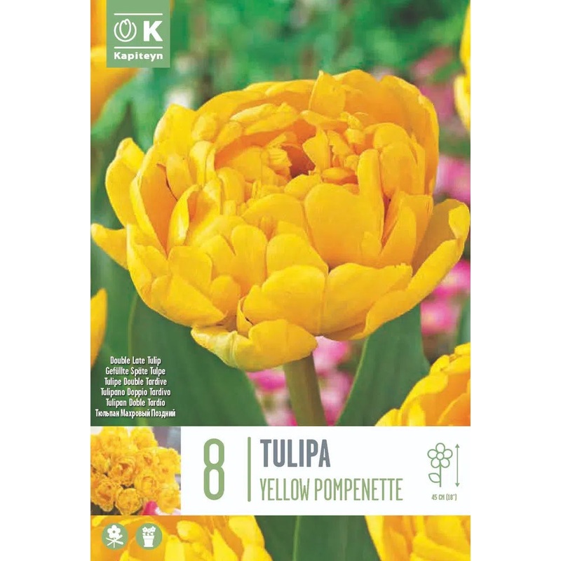 TULIP YELLOW POMPENETTE X 8