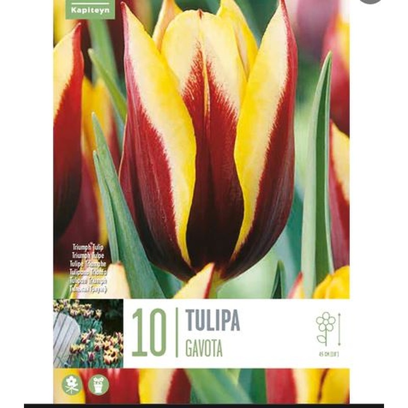 TULIPA GAVOTA X 10