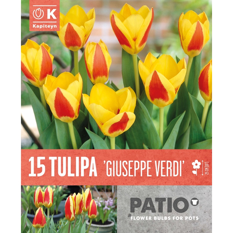 TULIPA GIUSEPPE VERDI x 15