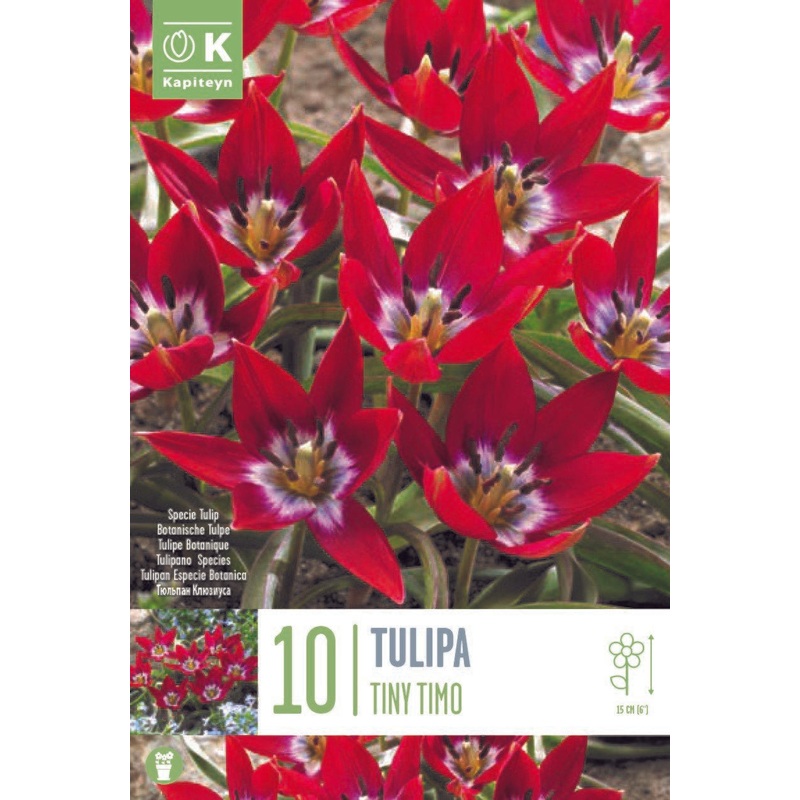 TULIPA TINY TIMO X 10