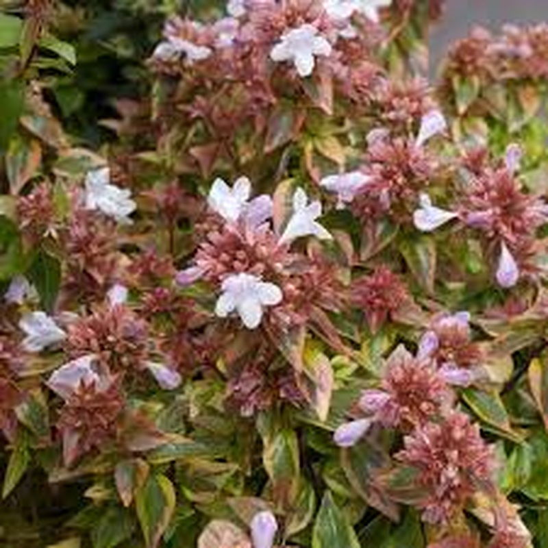 Abelia grandifl. Magic Daydream