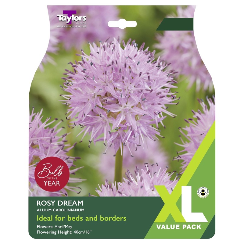 ALLIUM CAROLINIANUM ROSY DREAM 18
