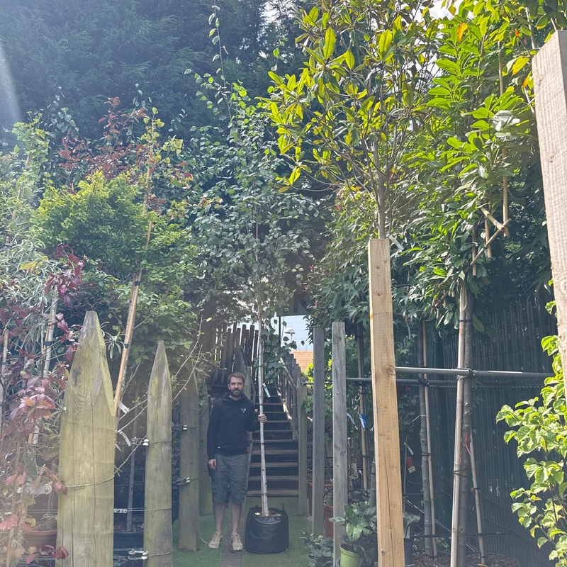 Betula Utilis  Jacquemontii std 10-12