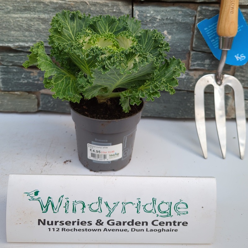 Brassica (curly) white  P10.5