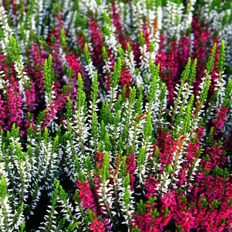 Calluna v. B.Ladies Mosaica  P27