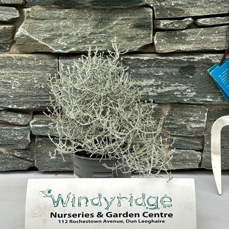 Calocephalus brownii  P10.5, grey pot