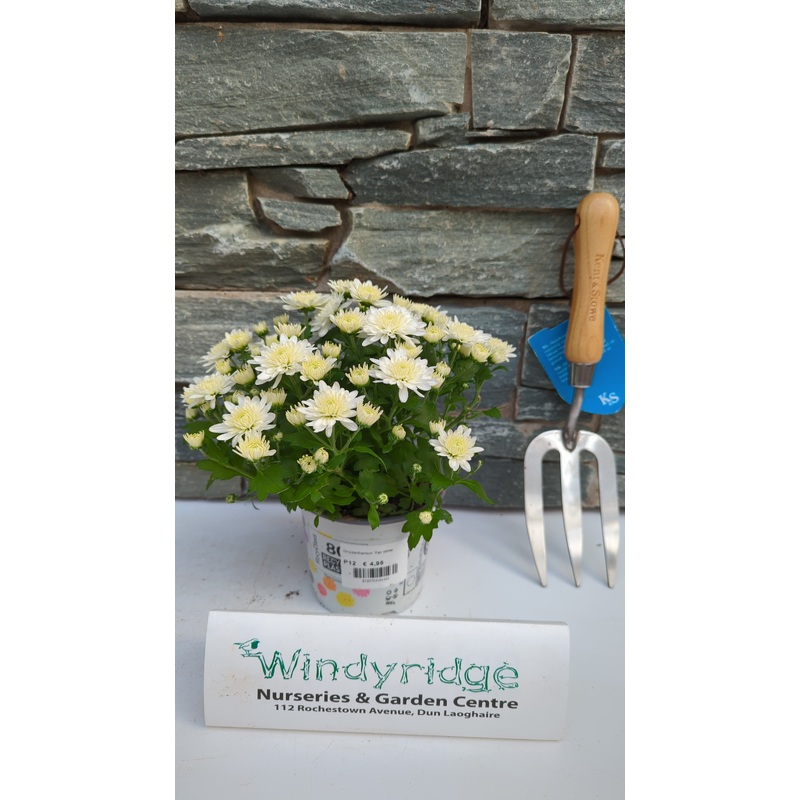 Chrysanthemum Fair White