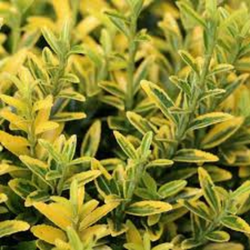 Euonymus jap.Microphyl.Aureo Gold