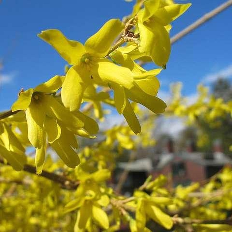 Forsythia intermedia Spectabalis