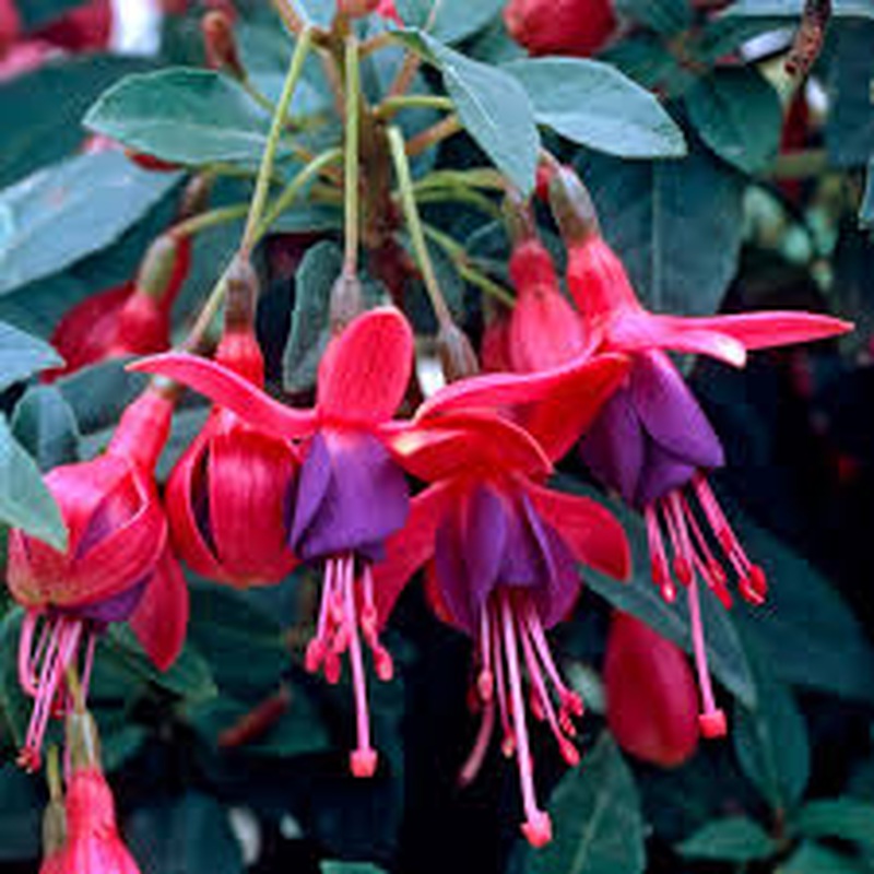 Fushia Tom Thumb