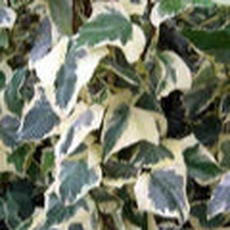 Hedera Gloire de Marengo