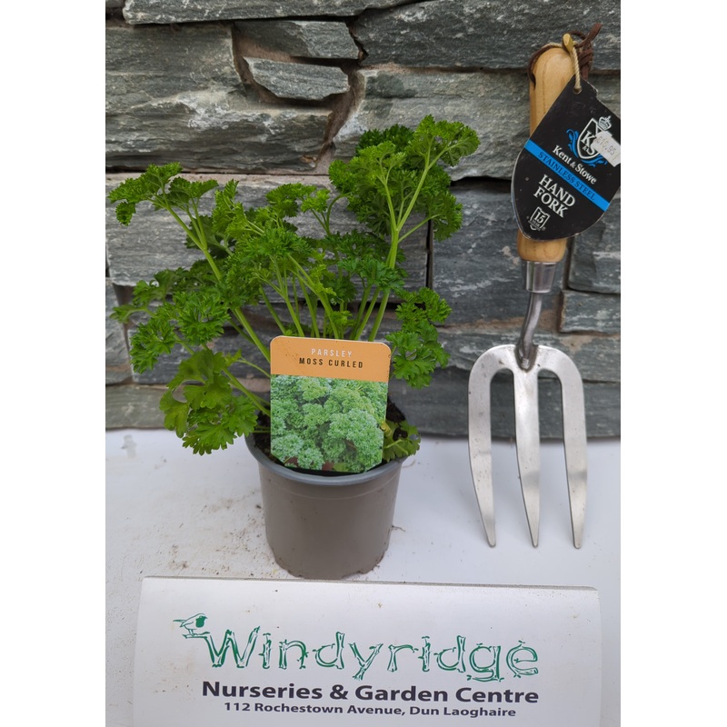 Herb Parsley Curled 10.5cm
