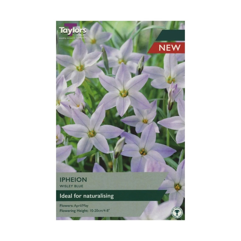 IPHEION WISLEY BLUE 15