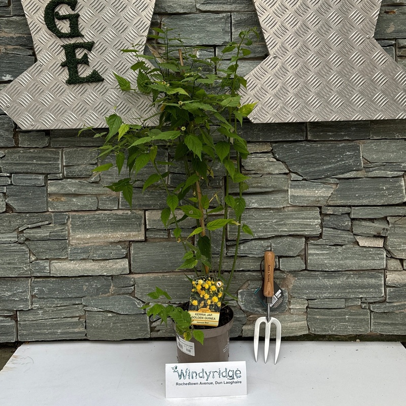 KERRIA JAPONICA GOLDEN GUINEA