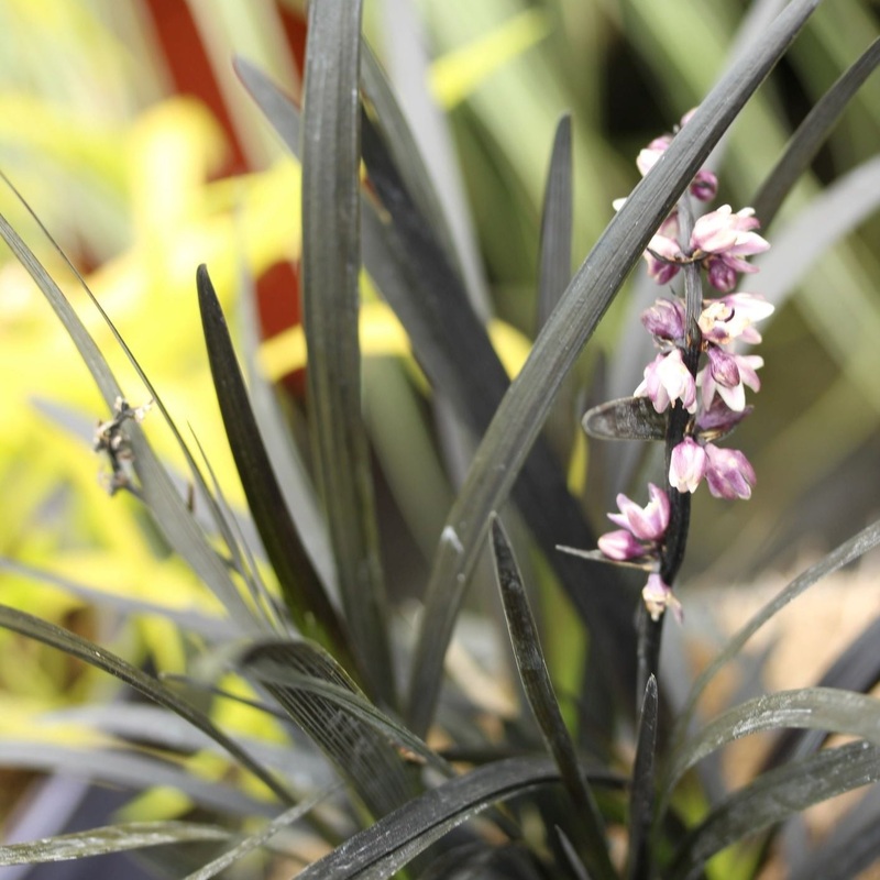 Ophiopogon plan. Niger