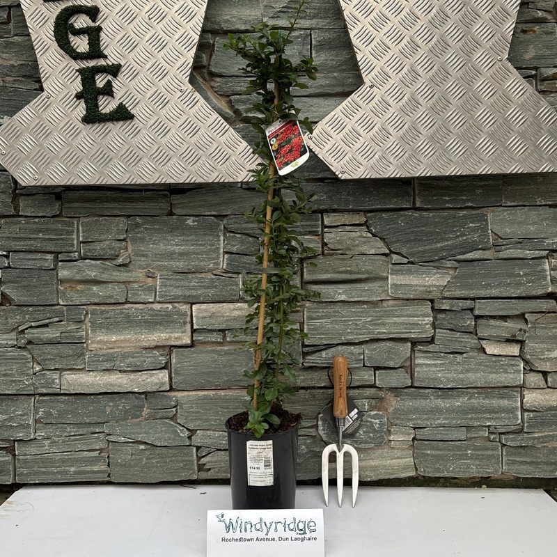 Pyracantha Orange Glow