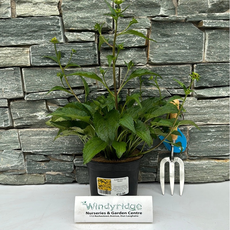 RUDBECKIA City Garden