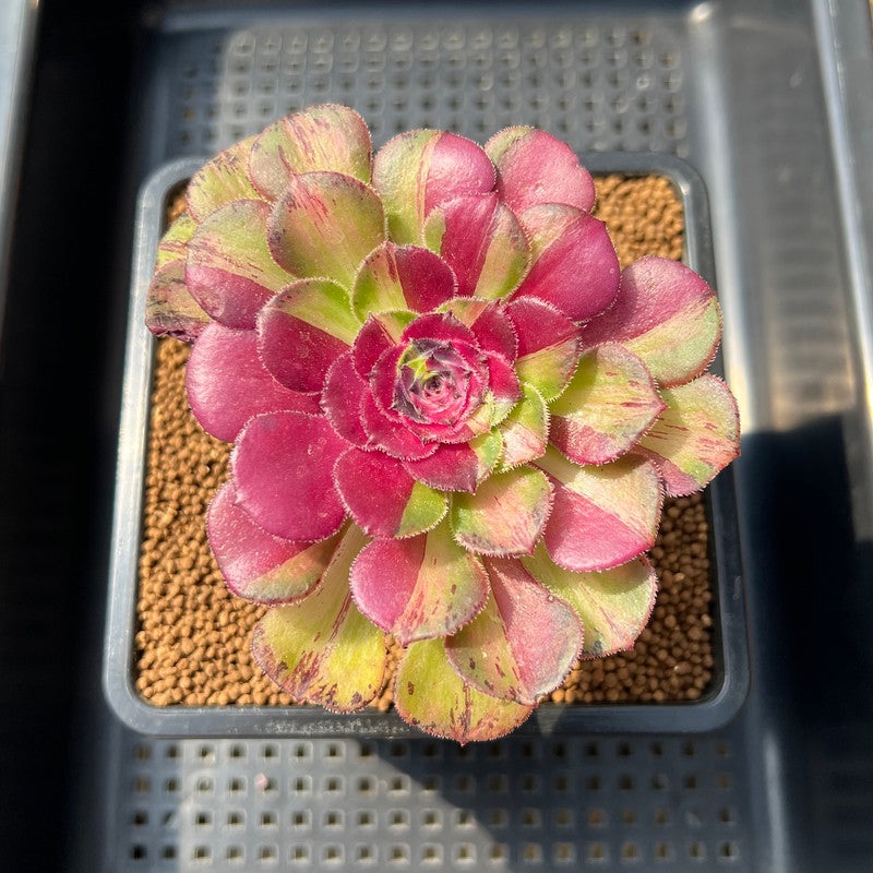 Aeonium 'Janus' Variegated 2"-3" Succulent Plant Cutting