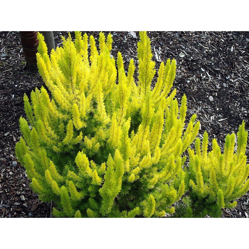 Erica Arborea Albert gold