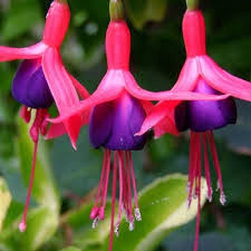 FUCHSIA Mrs. Popple