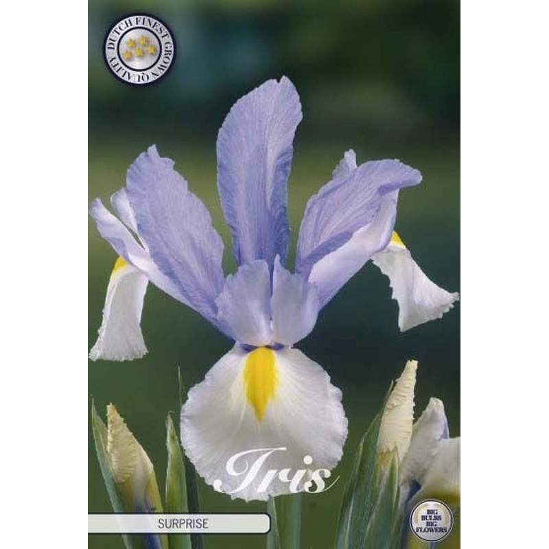 Iris holl. Surprise  10-pack