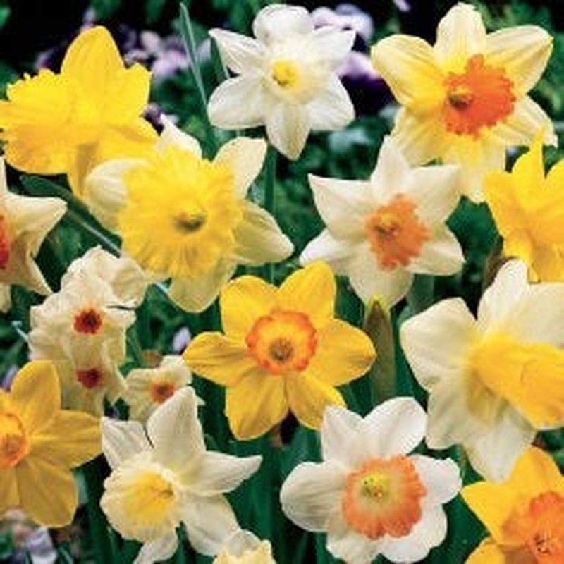 NARCISSUS MIXED FOR NATURALISING 5KG