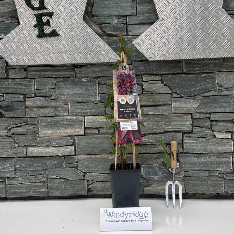 Parthenocissus tricus. Veitchii