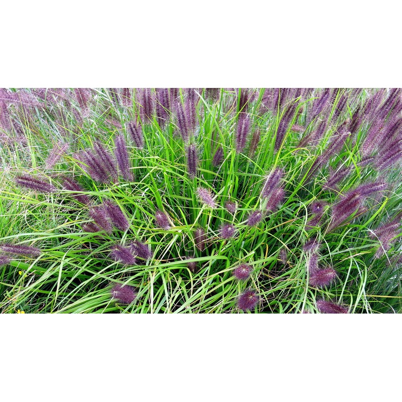 PENNISETUM alop. Red Head