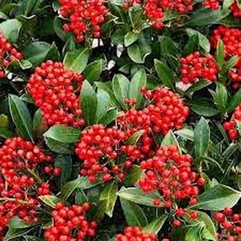 Skimmia jap. Pabella  C2, 8-9 clusters