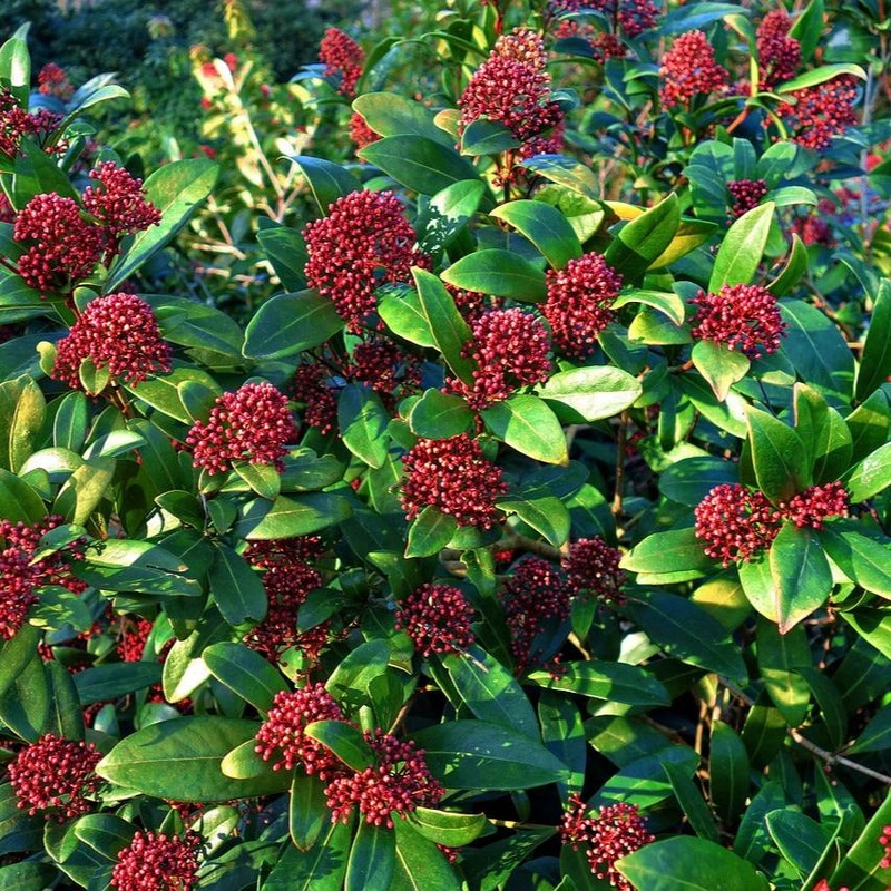 Skimmia jap. Rubella  C1.5  12-15 flwr.