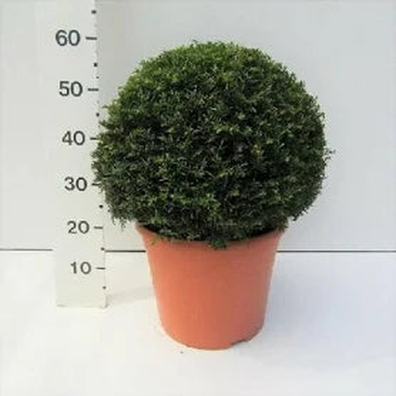 Taxus Baccata 35-40cm Ball C10