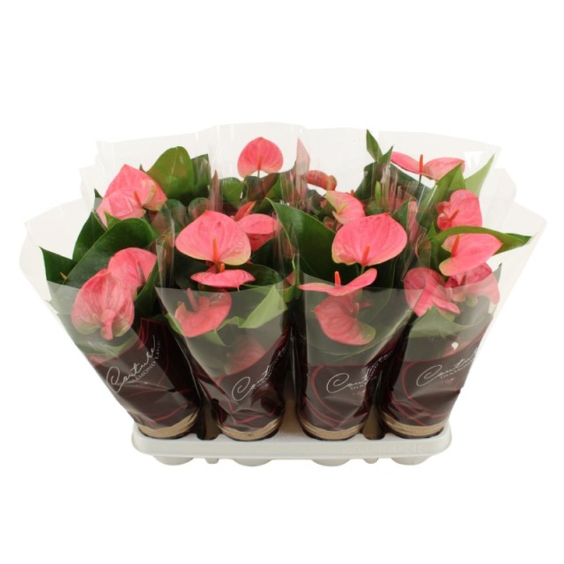 Anthurium and. Sweet Dream  P9