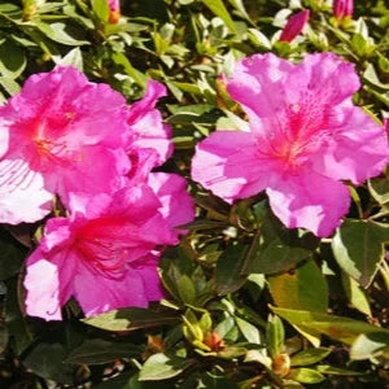 Azalea simsii mix  P14