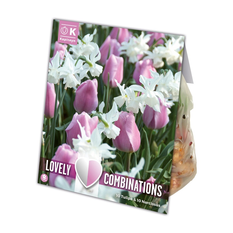 COMBI TULIPA PINK & NARCISSUS WHITE X 15