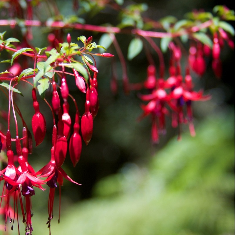 FUCHSIA Tom Thumb