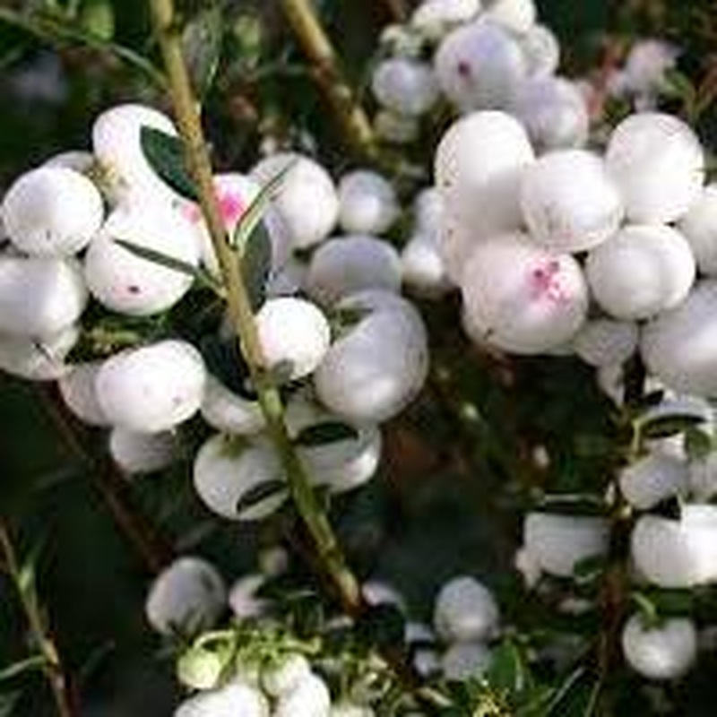 Gaultheria mucronata