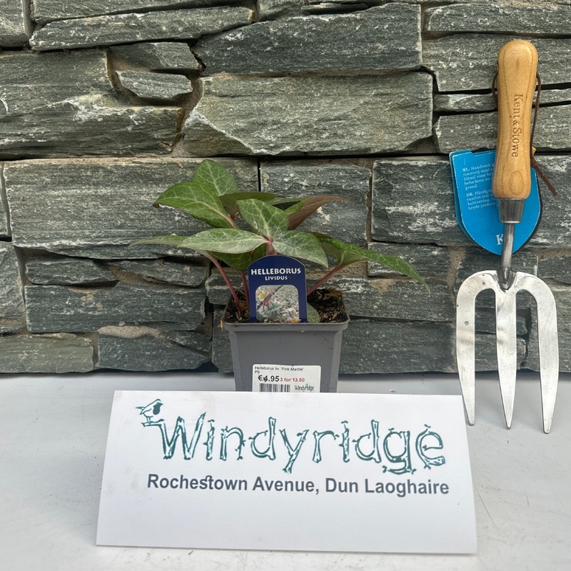 Helleborus liv. Pink Marble  P9