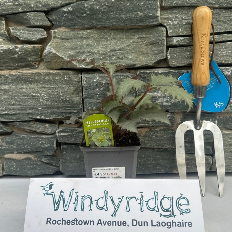 Helleborus sternii Silver Dollar  P9