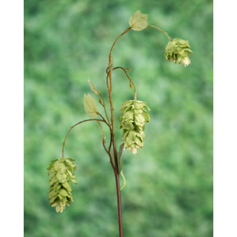 Hops Spray-Pale Green