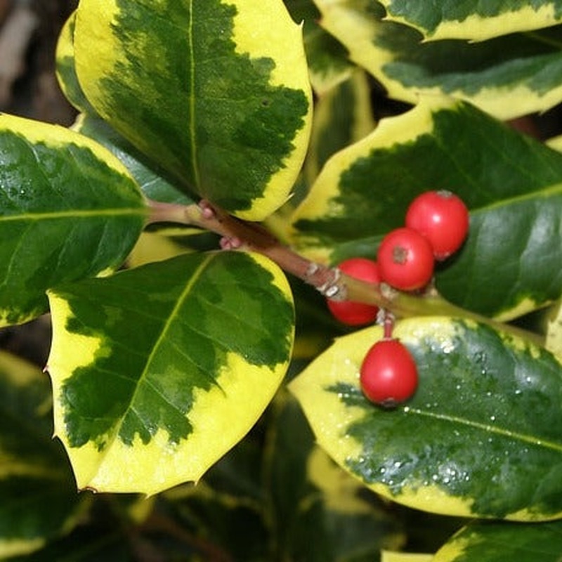 Ilex alt. Golden King  40-60 CM