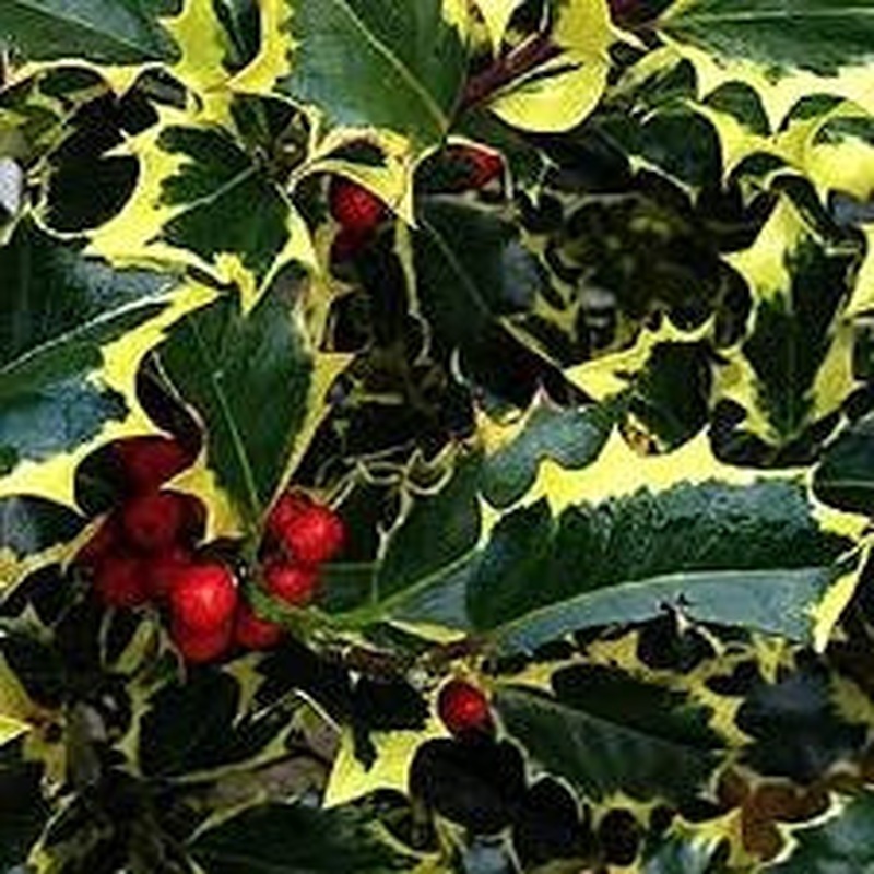 Ilex aq. Madame Briot 60-80 CM