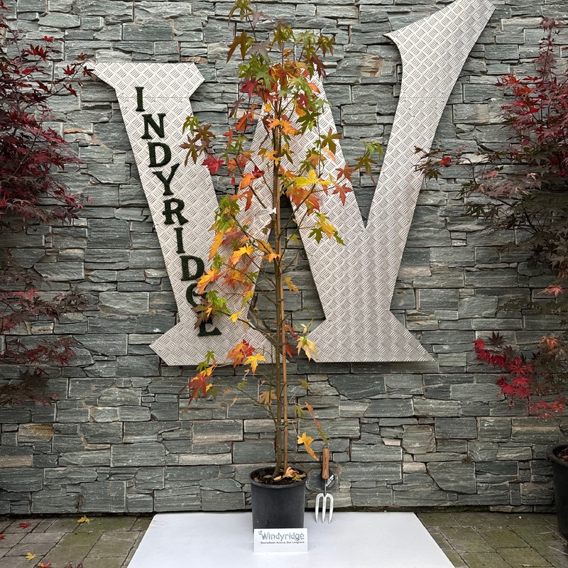 LIQUIDAMBER S. WORPLESTON