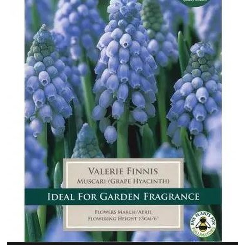 MUSCARI VALERIE FINNIS 18