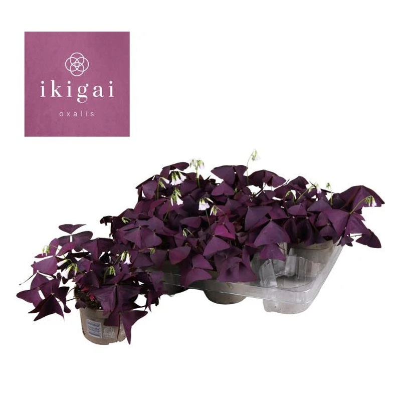 Oxalis trian. Mijke Ikigai