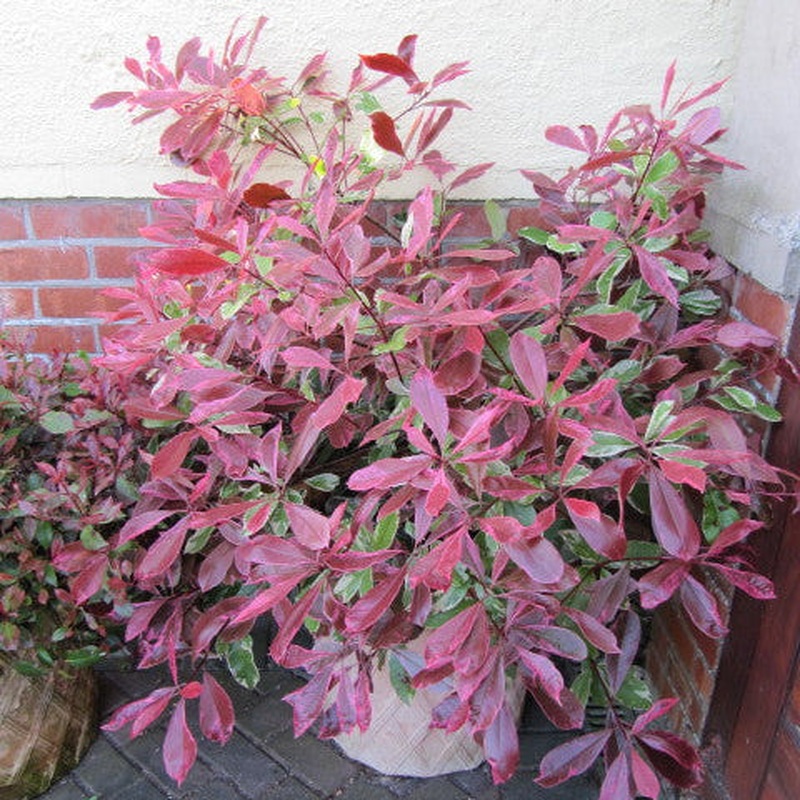 PHOTINIA SERR. PINK MARBLE CLT 10