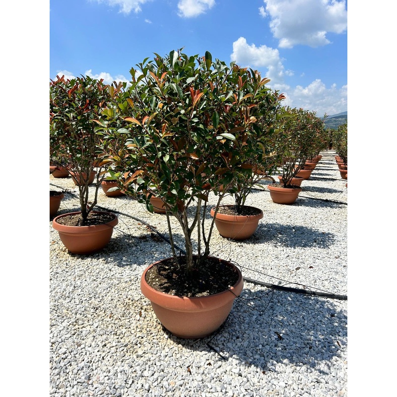 PHOTINIA SERR. RED ROBIN CLT 50 H 175 - 200 + CM CESPUGLI FORTI