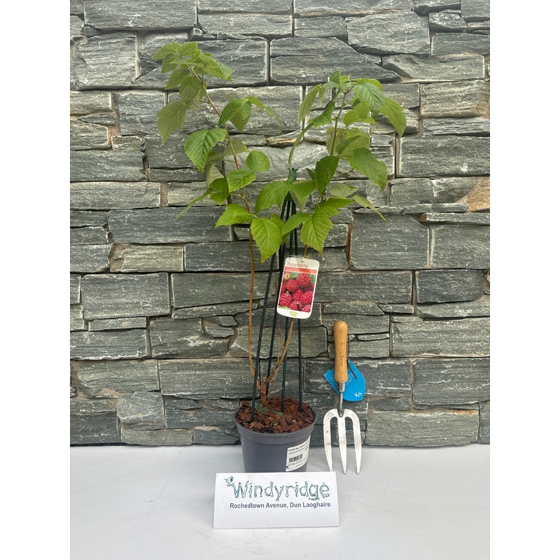 RUBUS idae. Summer Chef (Raspberry)